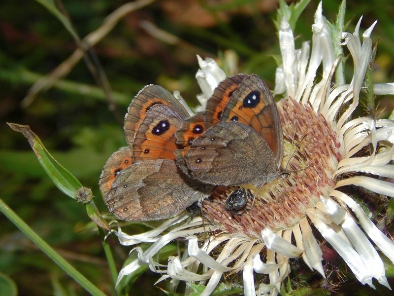 Erebia 2 da ID - Erebia styx